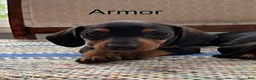 Mini Aussiedoodle dogs for sale: Armor - Ad 1