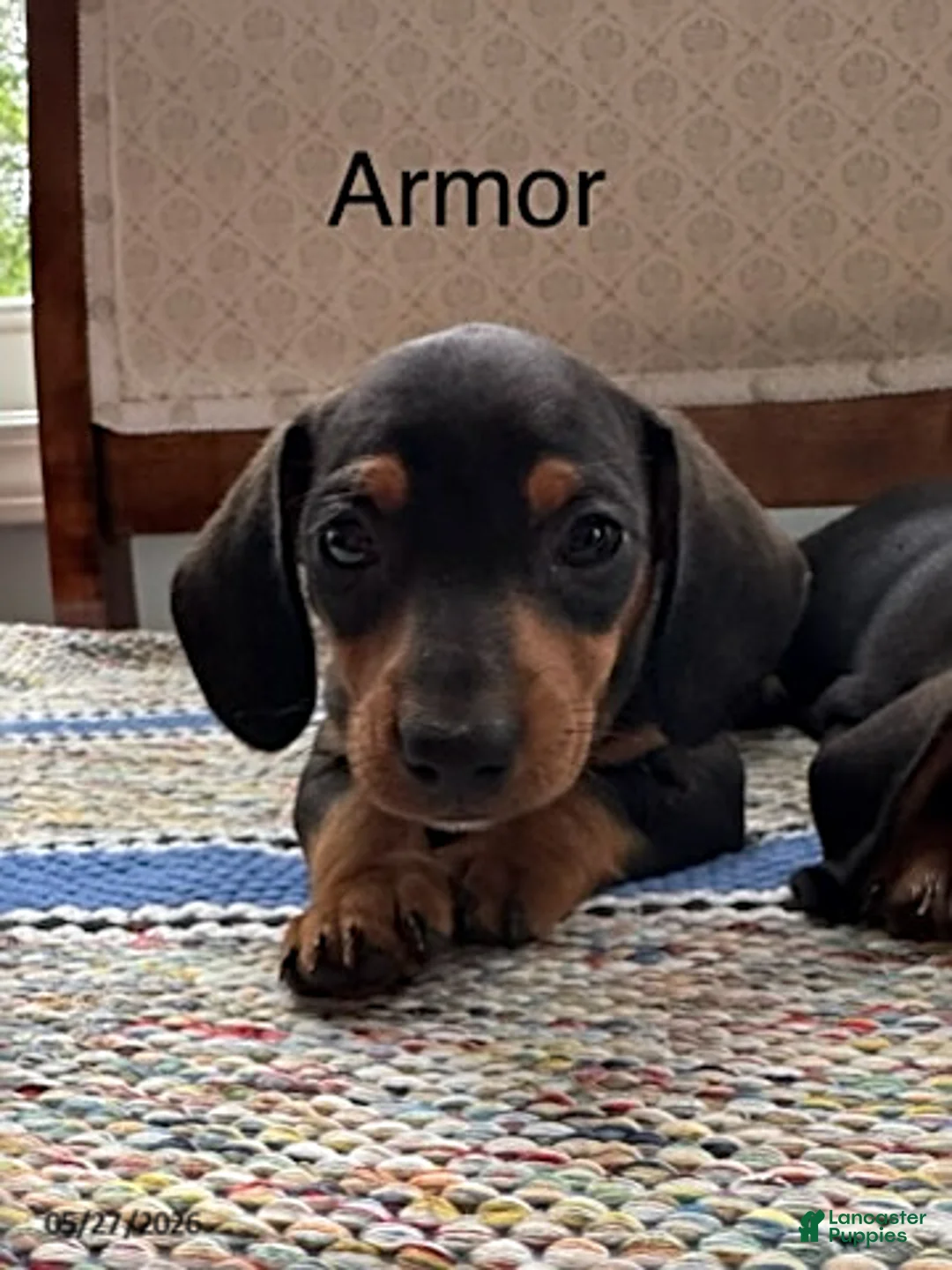Mini Aussiedoodle dogs for sale: Armor - Ad 1