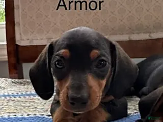 Mini Aussiedoodle dogs for sale: Armor - Ad 4