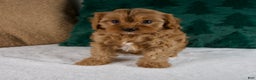 Cavapoo dogs for sale: Bailey - Ad 7