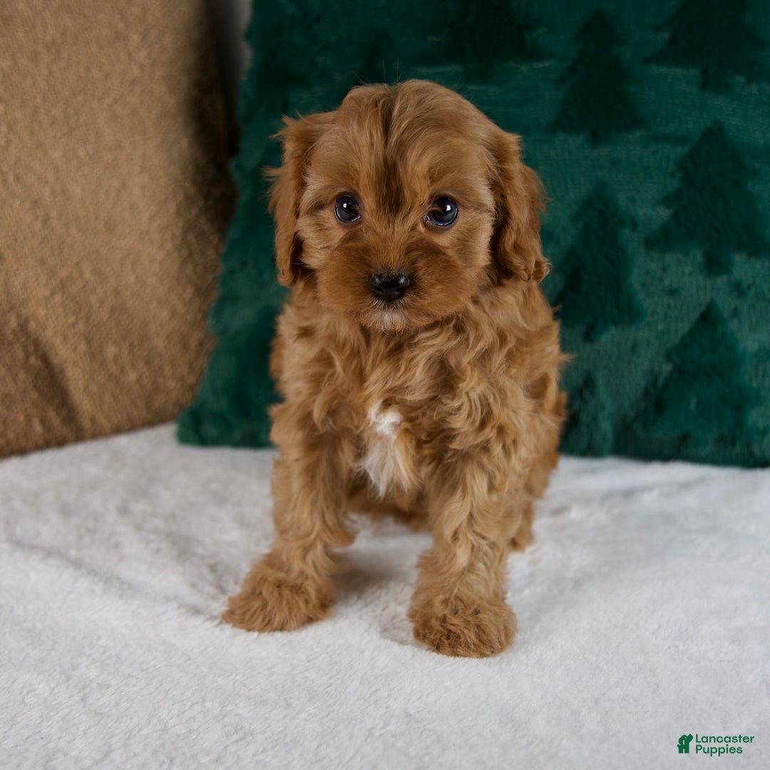 Cavapoo dogs for sale: Bailey - Ad 7