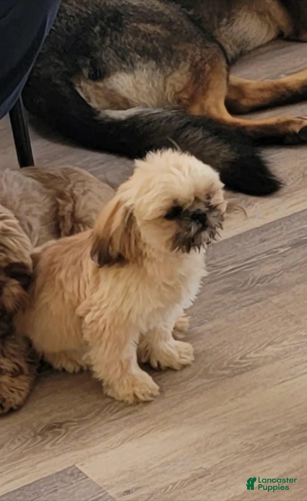 Shih Tzu dogs for sale: Snow - Ad 8