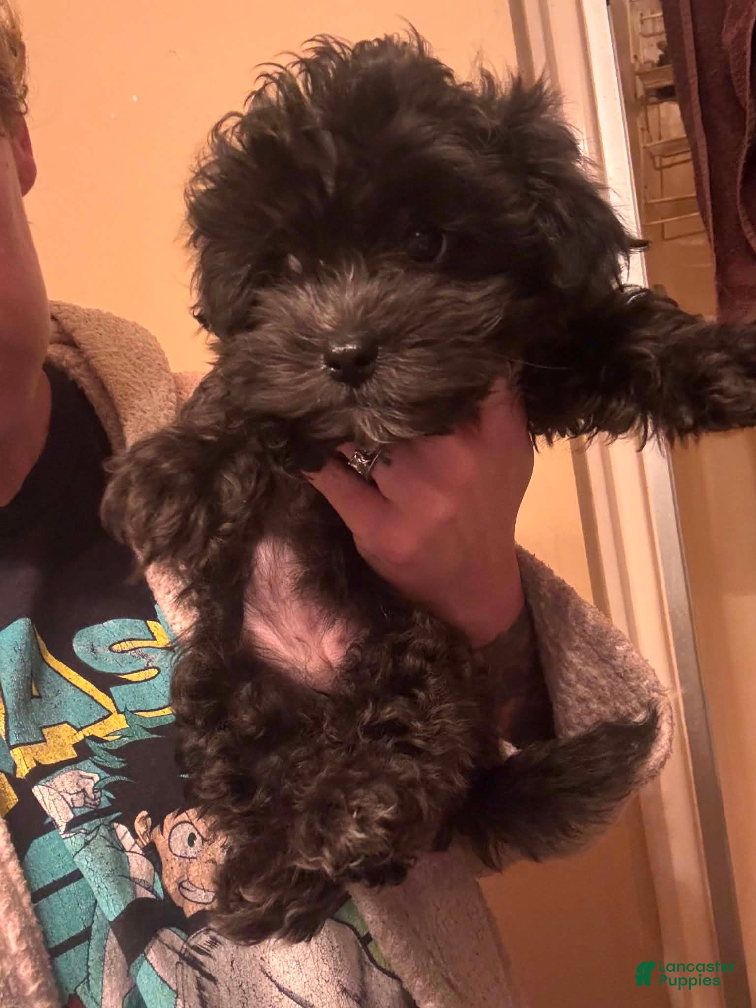 Shihpoo dogs Shihpoo girl - Ad 33