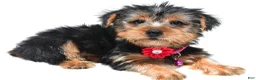 Yorkshire Terrier dogs for sale: Belle - Ad 8