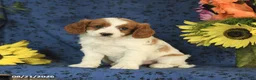 Cavapoo dogs for sale: Crissa - Ad 6