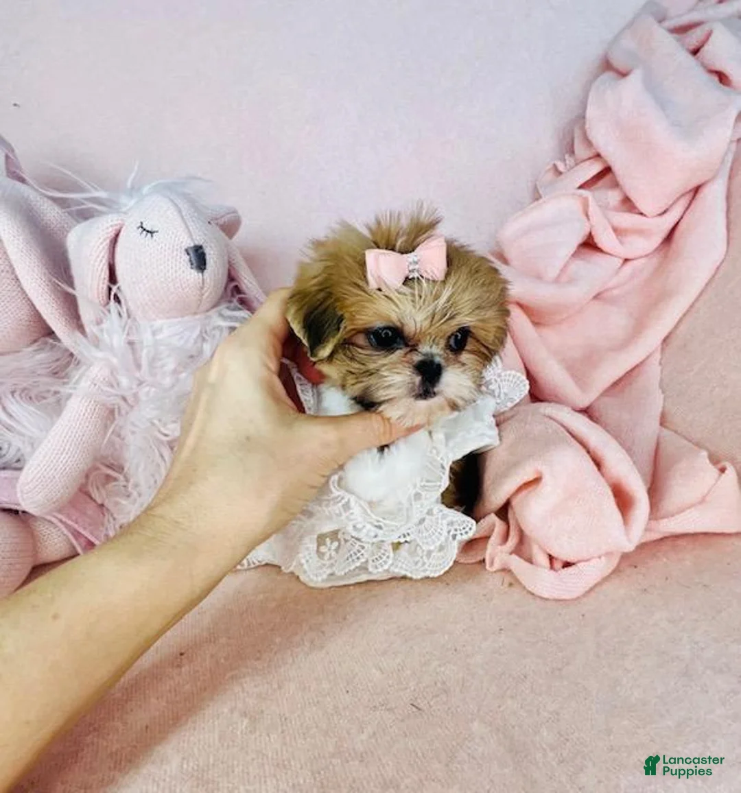 Shih Tzu dogs for sale: Shih Tzu 1 - Ad 3