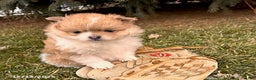 Pomeranian dogs for sale: Anna - Ad 3