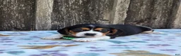 Beaglier dogs for sale: Chase - Ad 3