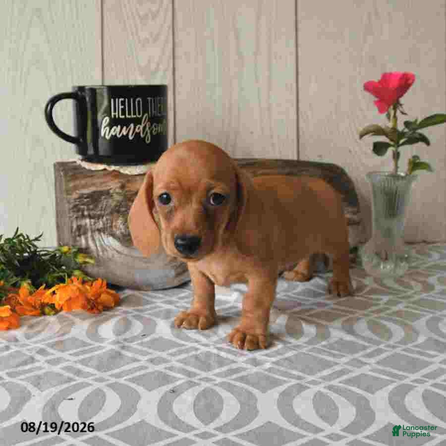 Miniature Dachshund dogs Ronny - Ad 2