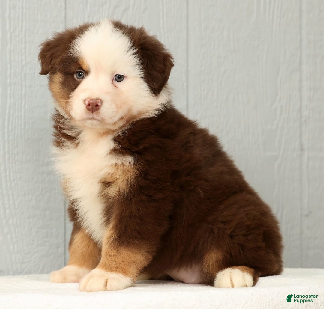 Australian Shepherd dogs for sale: Esta - Ad 1