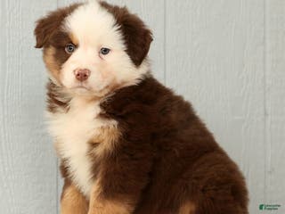 Australian Shepherd dogs Esta - Ad 5