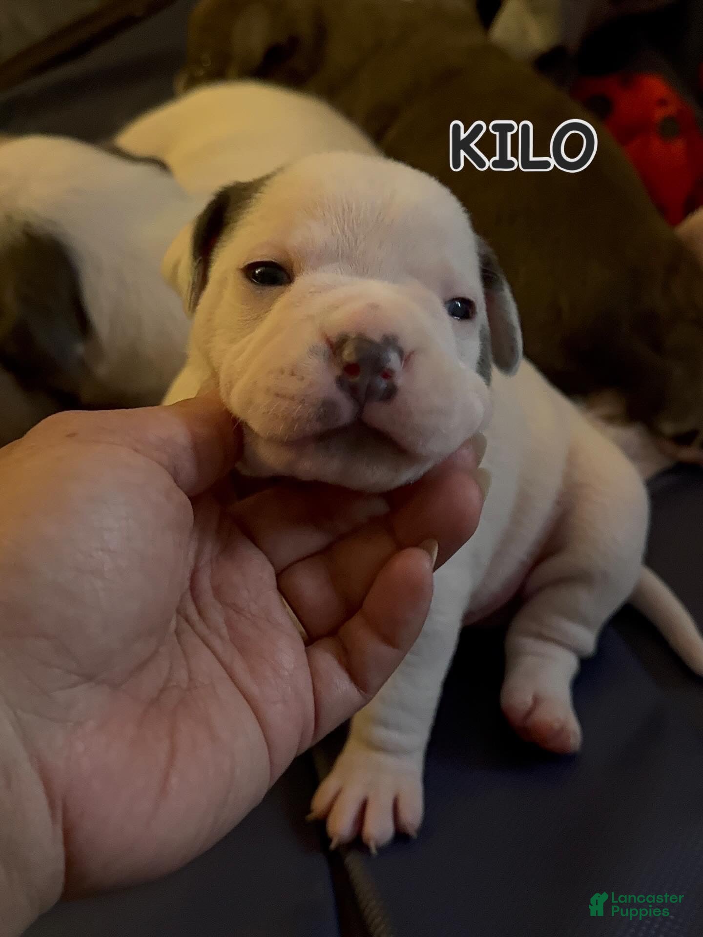 American Bully dogs American Bully Puppy KILO - Ad 1