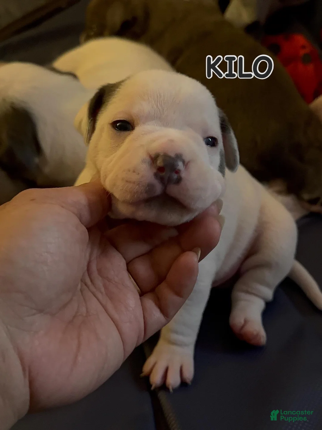American Bully dogs for sale: American Bully Puppy KILO - Ad 2