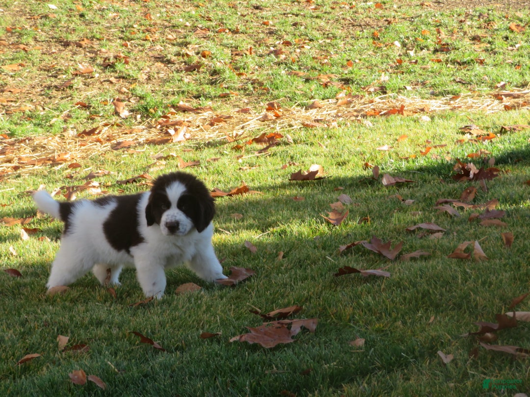 Newfoundland dogs for sale: Monty - Ad 11