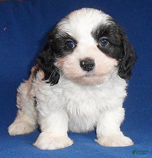 Shihpoo dogs Opie - Ad 1
