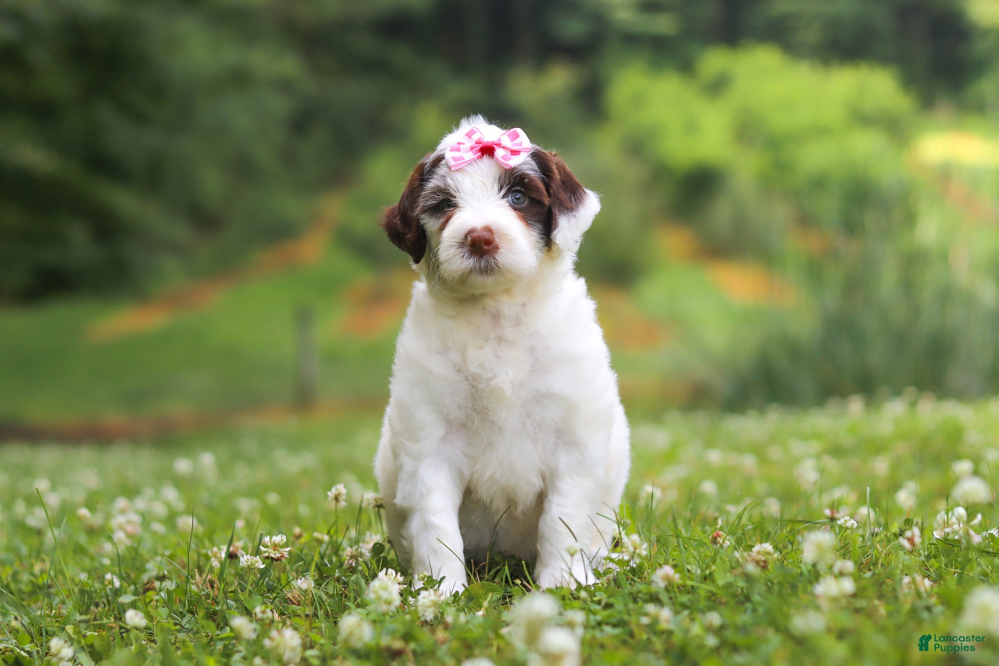 Portuguese Water Dog dogs Rosie - Ad 1