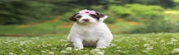 Portuguese Water Dog dogs for sale: Rosie - Ad 1