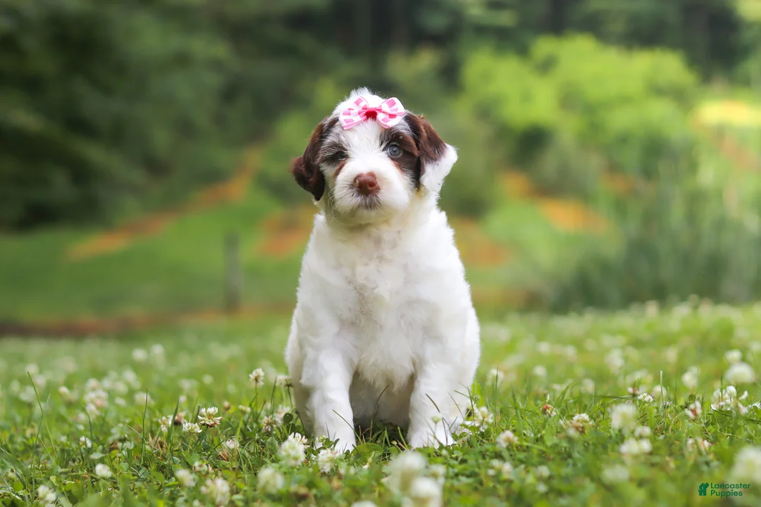 Portuguese Water Dog dogs for sale: Rosie - Ad 1