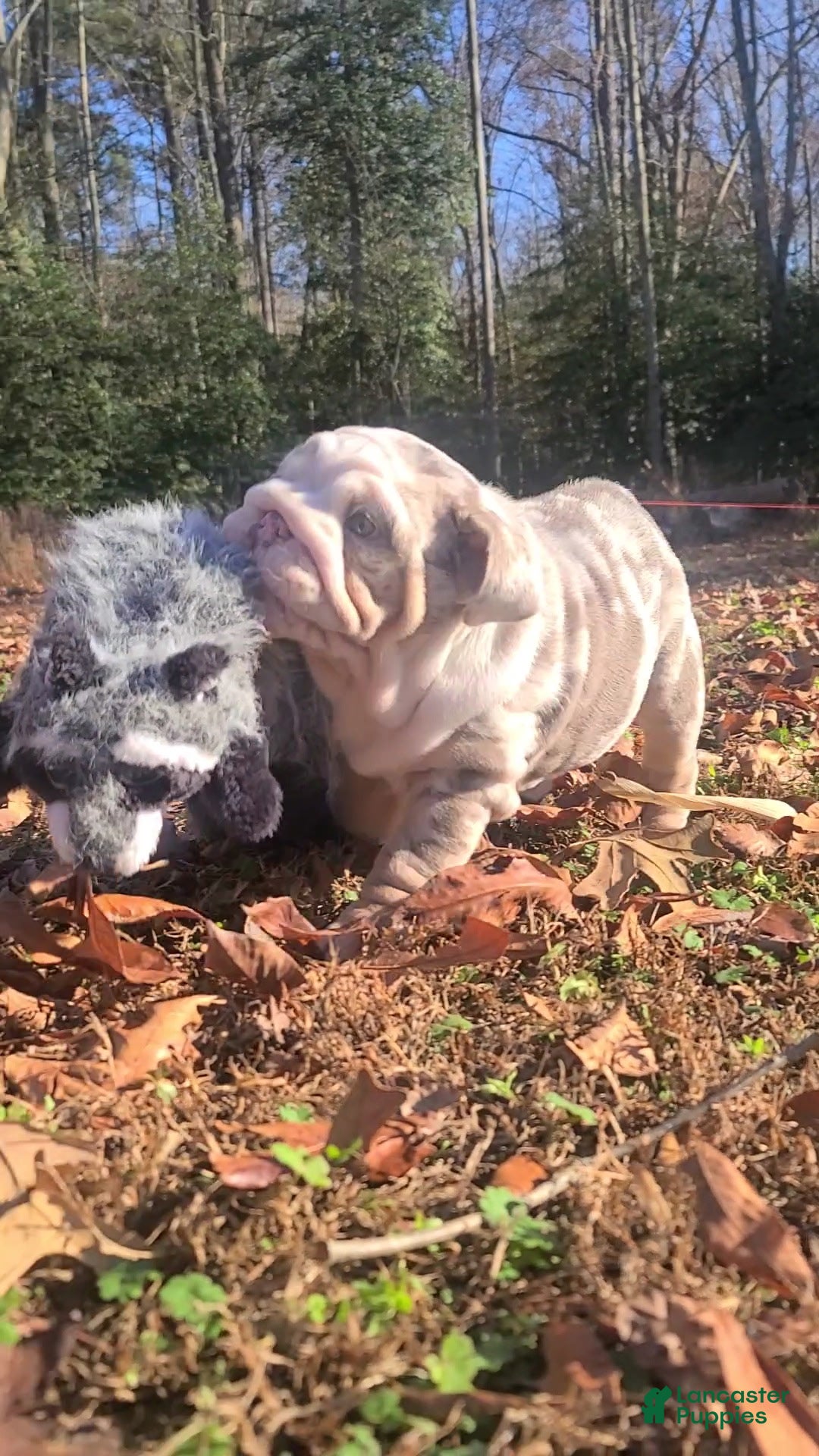 English Bulldog dogs for sale: English Bulldog litter of 3 puppies - Ad 4