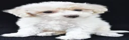 Cavachon dogs for sale: Jewel - Ad 10
