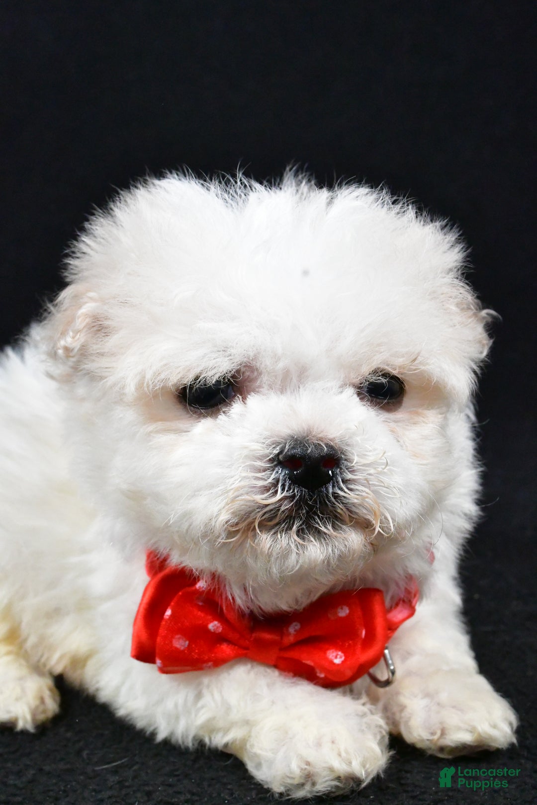 Havanese dogs for sale: Carson - Ad 3