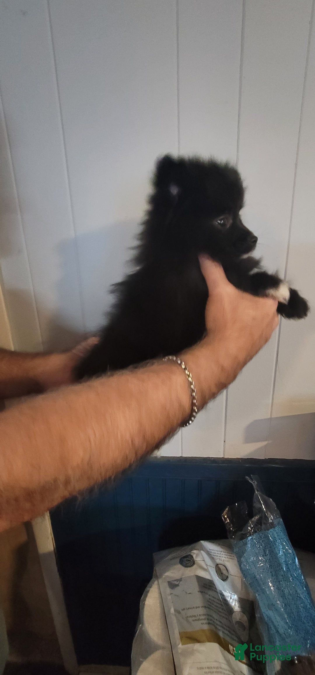 Pomeranian dogs for sale: Paula  - Ad 2