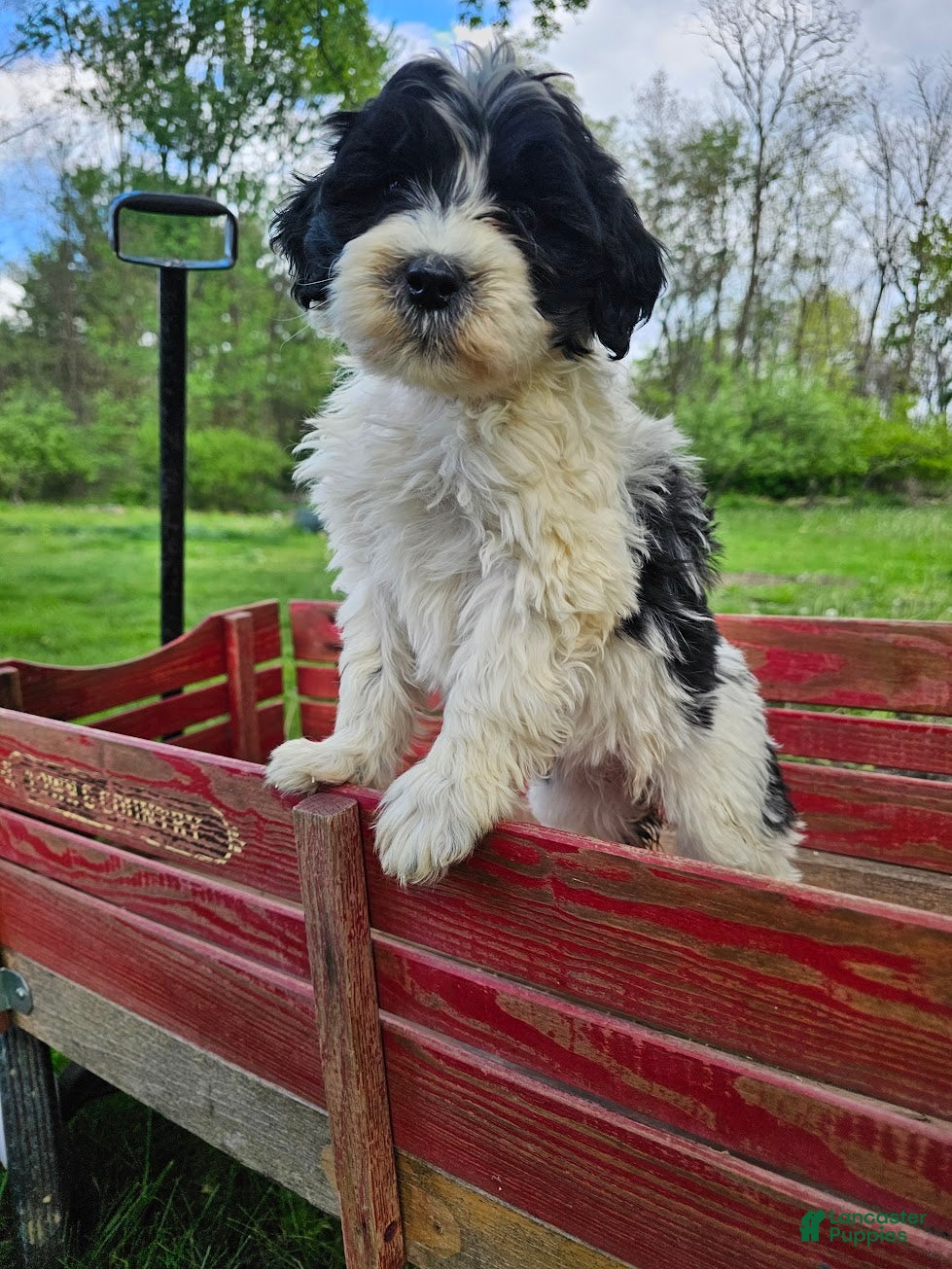 Portuguese Water Dog dogs Raven B. 🩷 - Ad 1