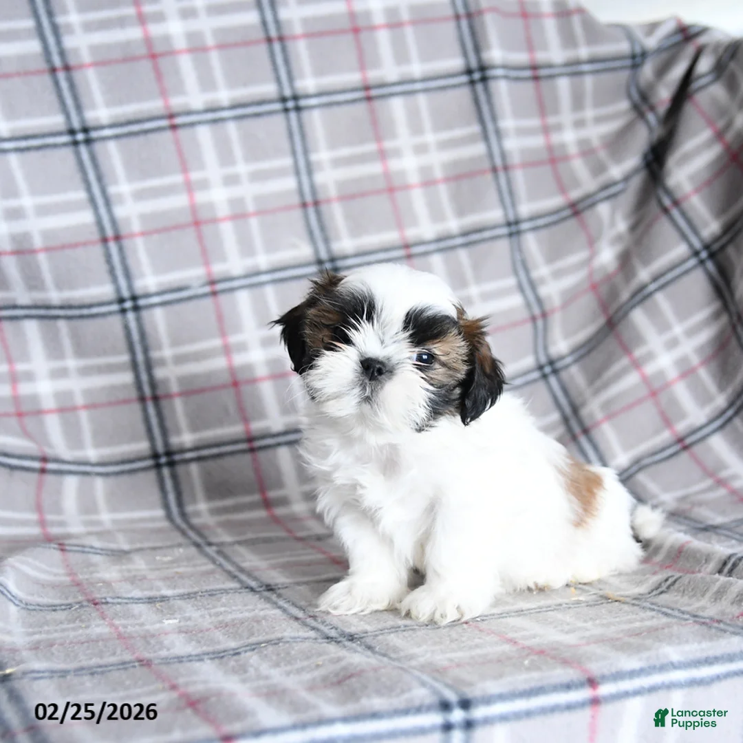 Shih Tzu dogs for sale: Scuffy - Ad 1