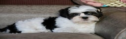 Shihpoo dogs for sale: Oliver - Ad 2