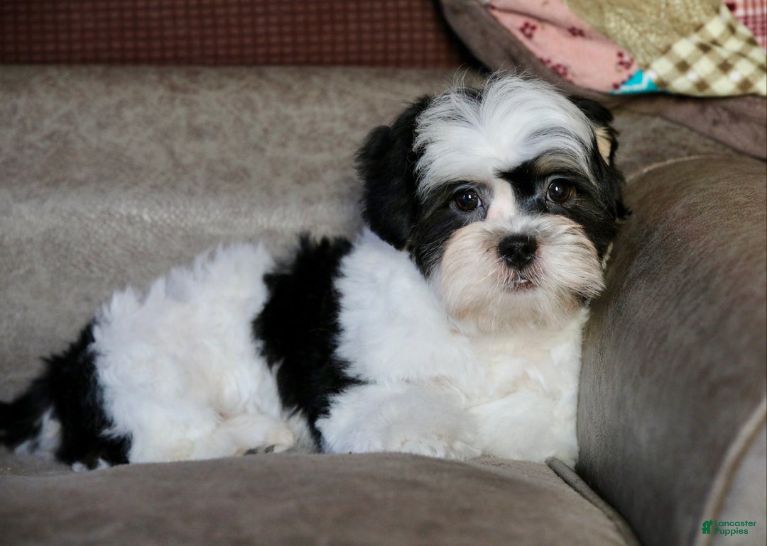 Shihpoo dogs for sale: Oliver - Ad 2