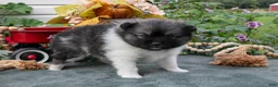 Pomeranian dogs for sale: Tucker - Ad 2