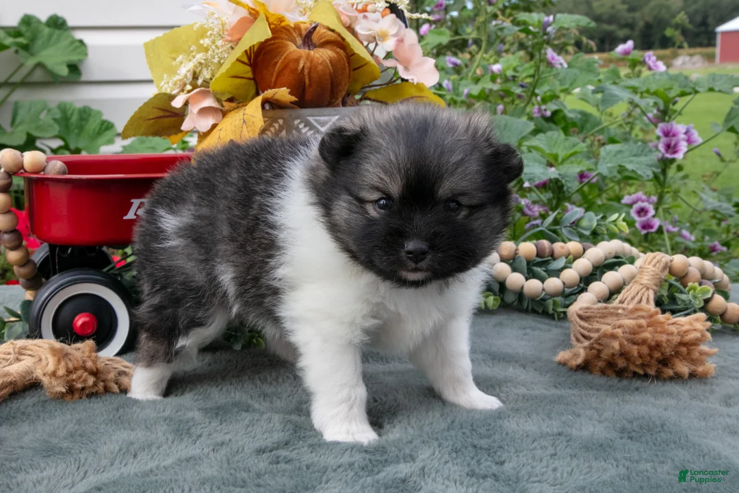 Pomeranian dogs for sale: Tucker - Ad 2