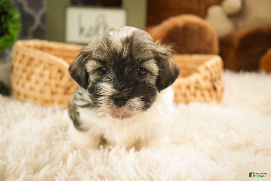 Havanese dogs for sale:  Snickerdoodle - Ad 4