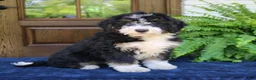 Mini Bernedoodle dogs for sale: Nemo  - Ad 4