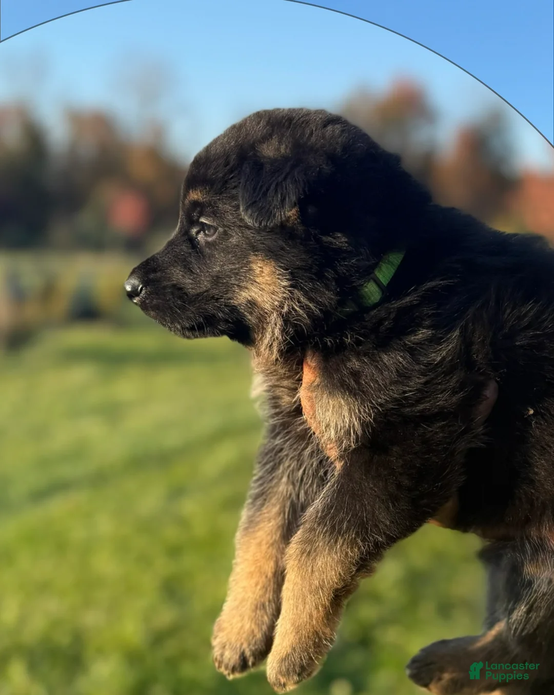 German Shepherd dogs for sale: Lime Collar - Ad 2