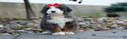 Mini Bernedoodle dogs for sale: 🐾 Meet Pilot 🐾 - Ad 1