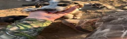 Mixed Breed dogs for sale: Hound puppy 6 - Ad 4
