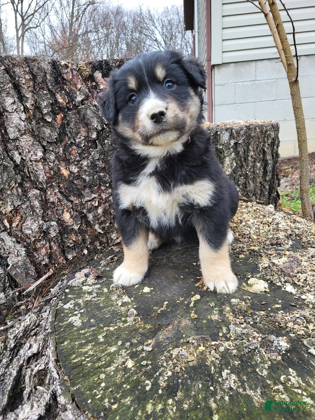 Mixed Breed dogs for sale: Pete - Ad 5