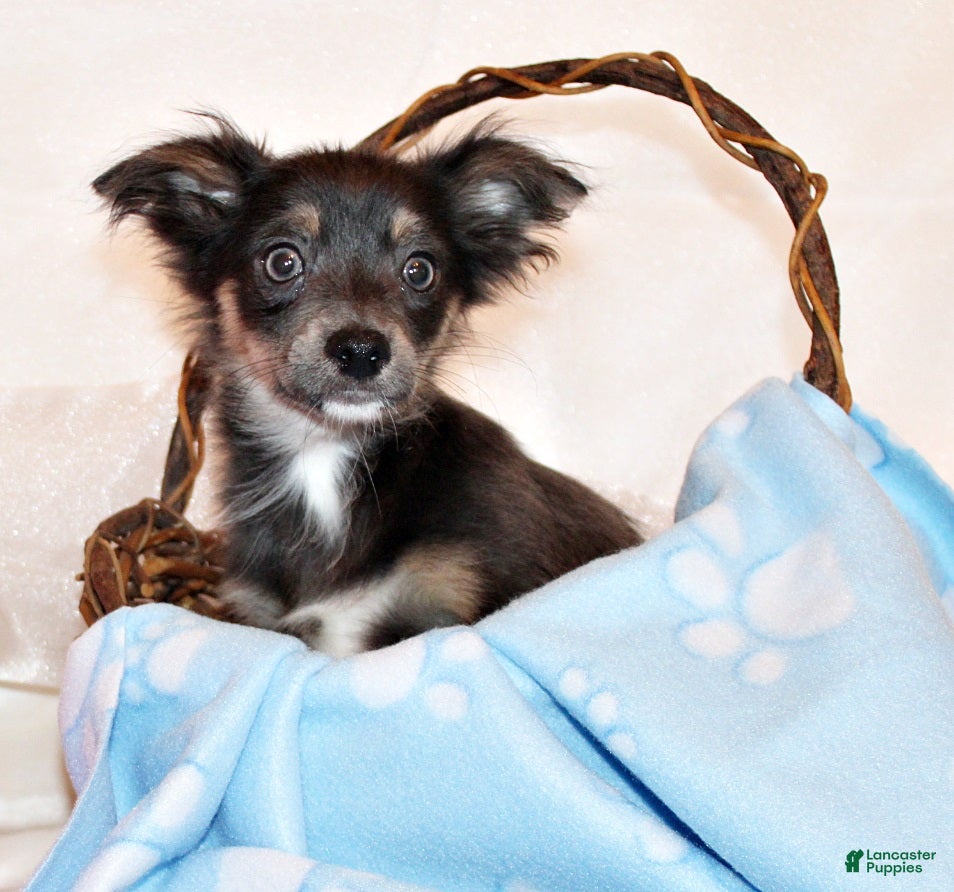 Chihuahua dogs Blue - Ad 1