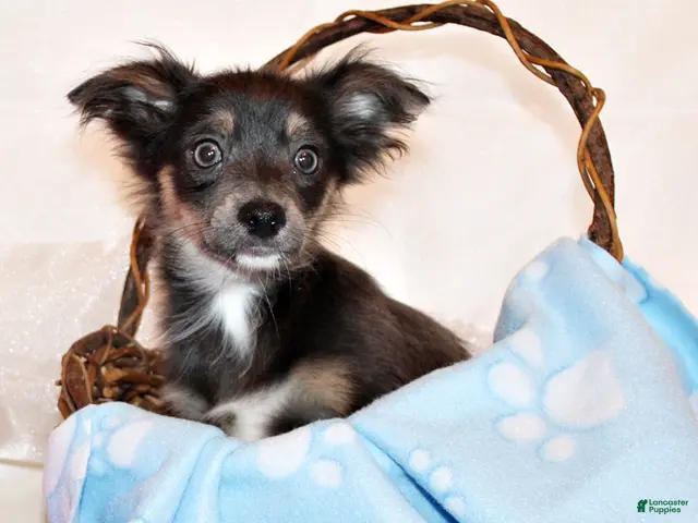 Chihuahua dogs for sale: Blue - Ad 2