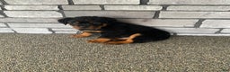 Rottweiler dogs for sale: Rottweiler Puppy 2 - Ad 6