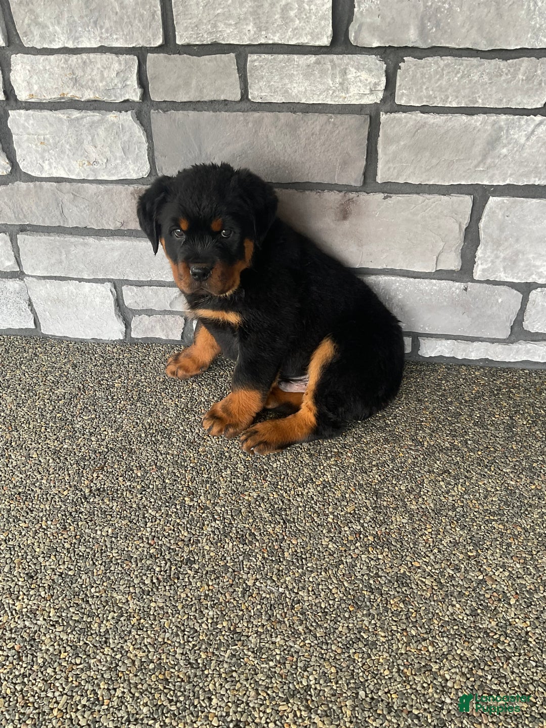 Rottweiler dogs for sale: Rottweiler Puppy 2 - Ad 6