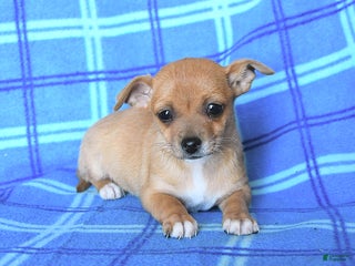 Chihuahua dogs - Ad 37