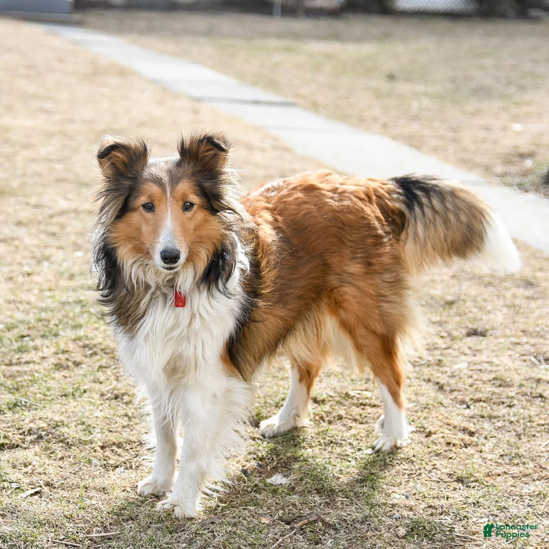 Shetland Sheepdog dogs for sale: Jack  - Ad 4