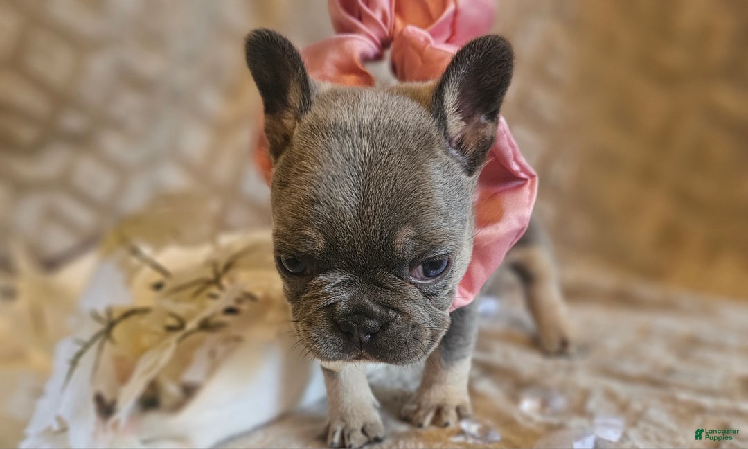 French Bulldog dogs for sale: Velour AKC Fluffy Carrier  - Ad 26