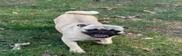 Pug dogs for sale: Pug Puppy 2 - Ad 4