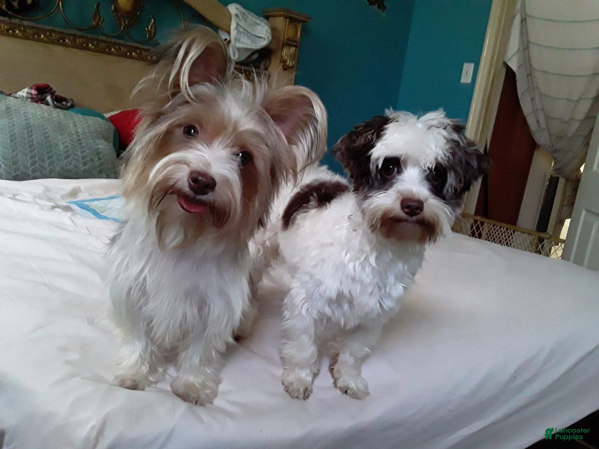 Biewer Terrier dogs Biewer Terrier Puppy 2 - Ad 2