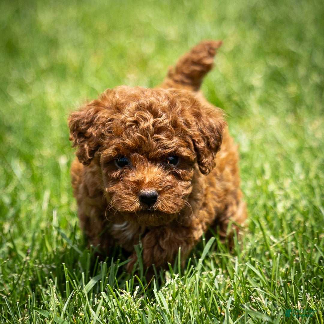 Toy Poodle dogs for sale: Ruby Belle - Ad 9