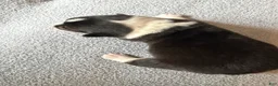Mixed Breed dogs for sale: Mater - Ad 9