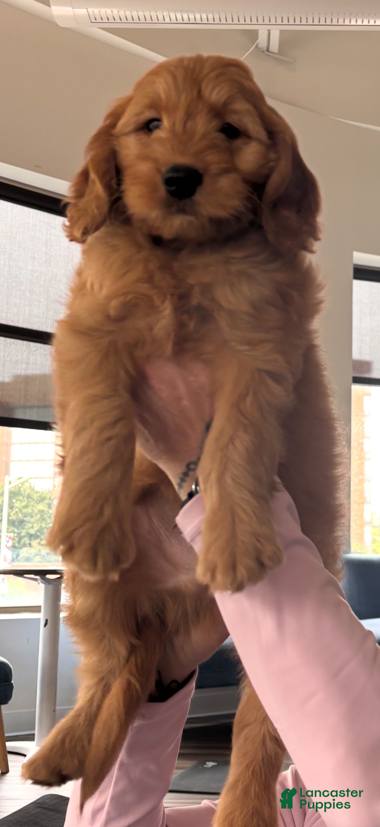 Mini Goldendoodle dogs Bear - Ad 2